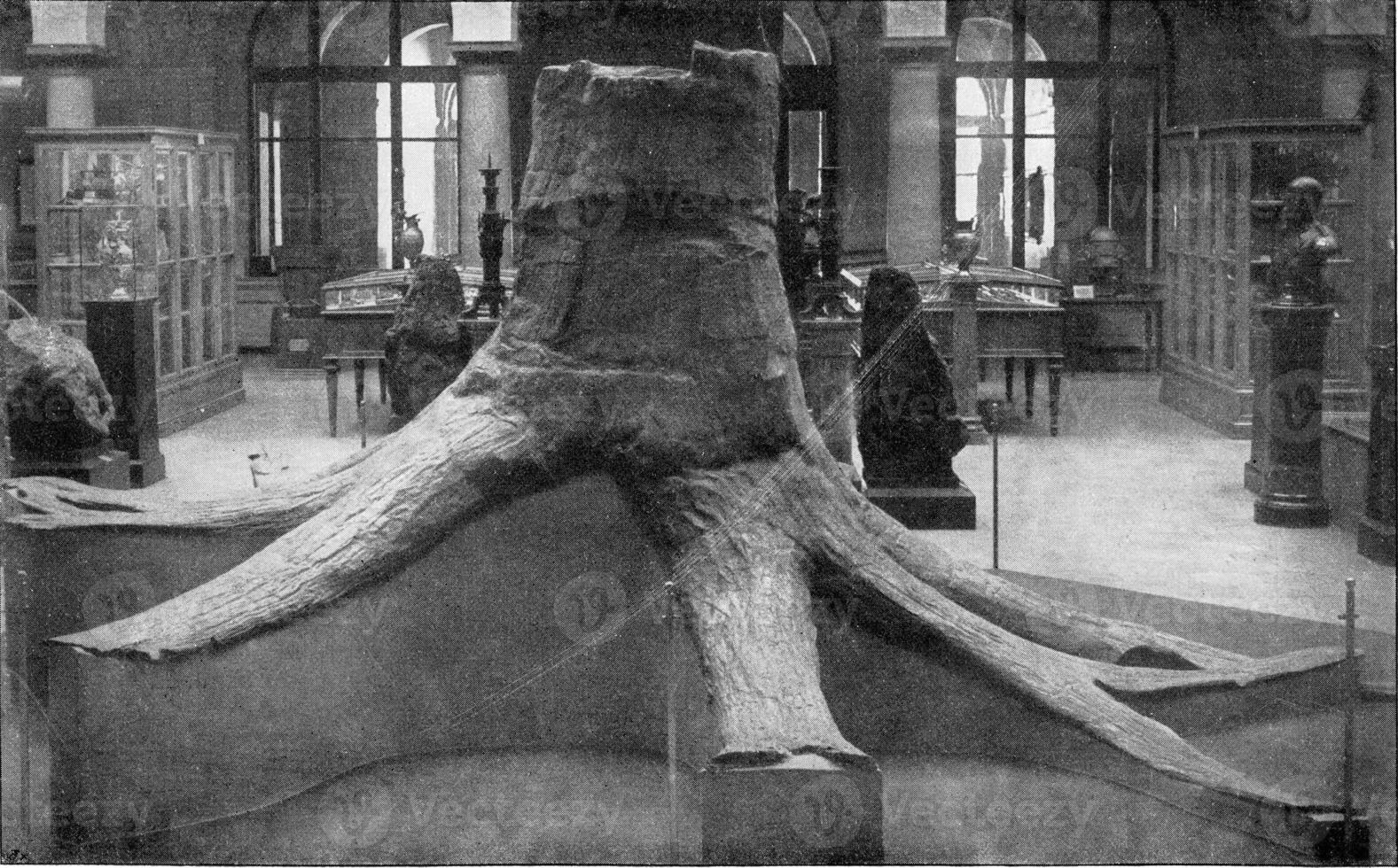 tronco di un' albero di il mezzo carbonifero periodo, Vintage ▾ incisione. foto