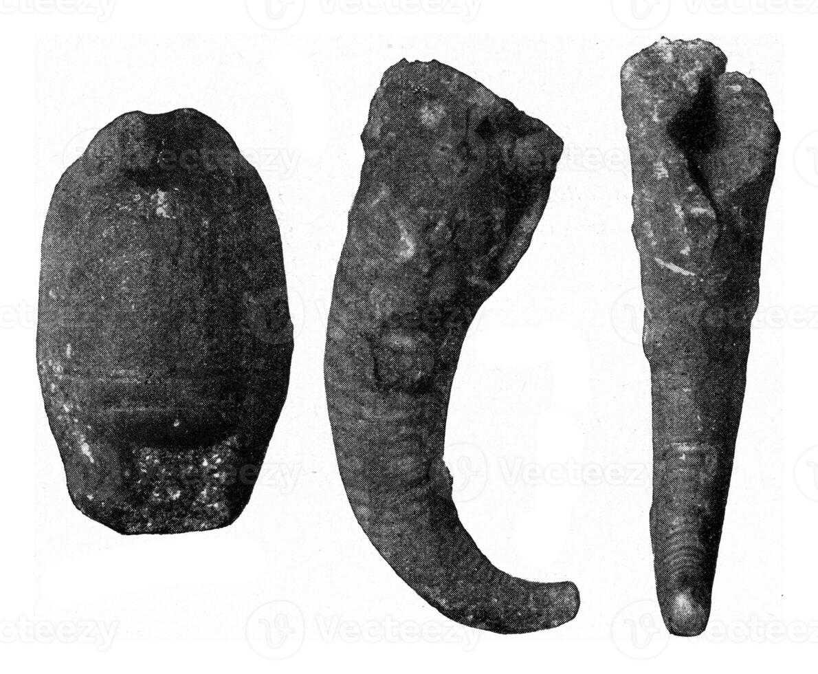 nautiloidi fossili di il superiore siluriano di Boemia, Vintage ▾ incisione. foto