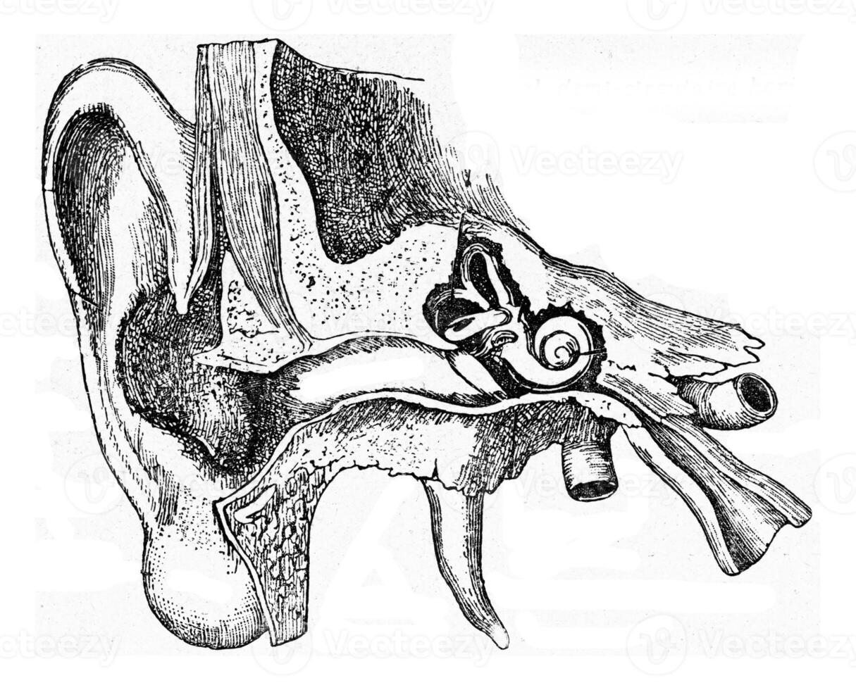 costruzione di il umano orecchio, Vintage ▾ incisione. foto