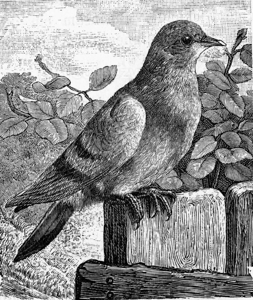 il colomba, columba livia., Vintage ▾ incisione. foto