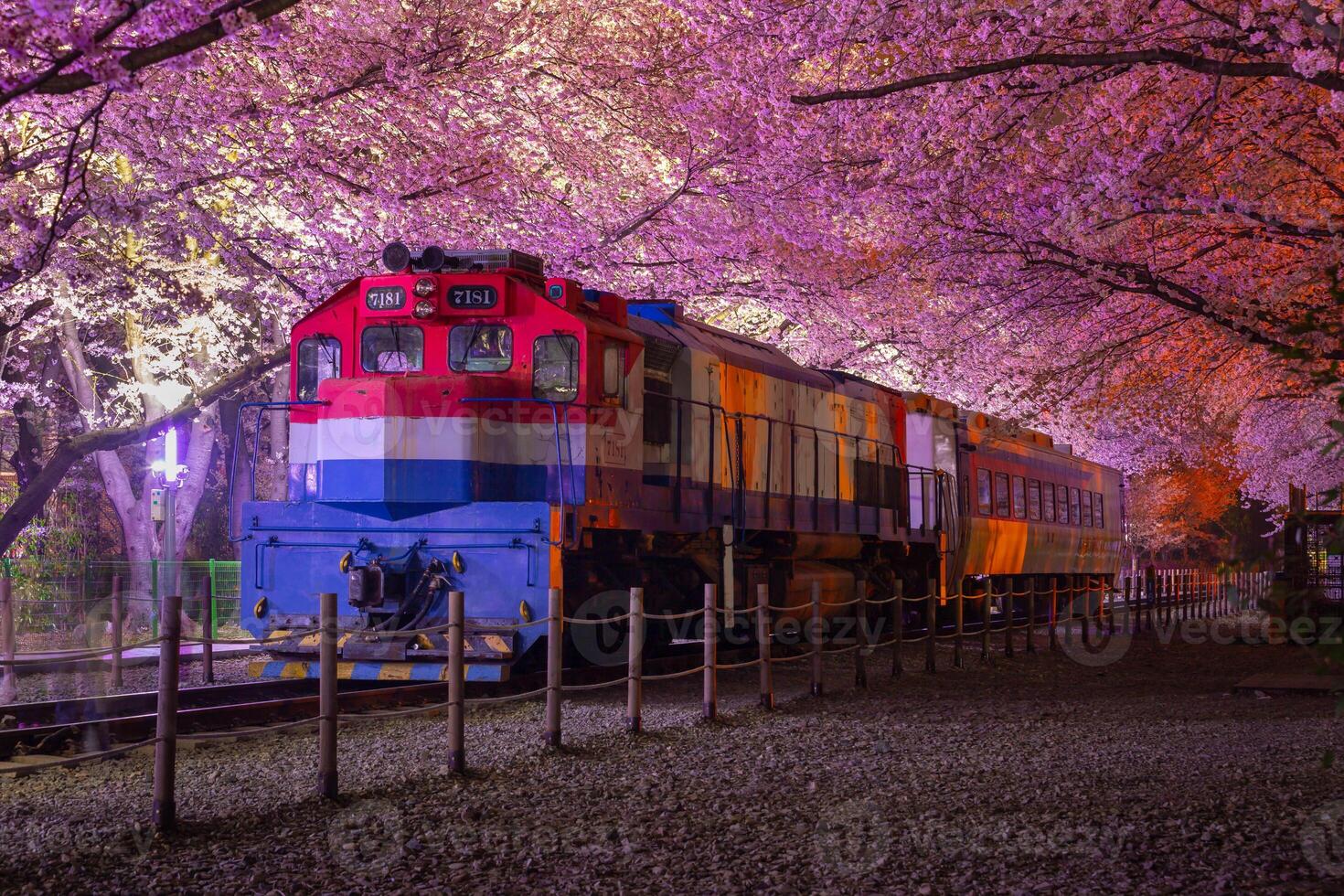 ciliegia fiorire e treno nel primavera a notte esso è un' popolare ciliegia fiorire visualizzazione macchiare, jinhae, Sud Corea. foto