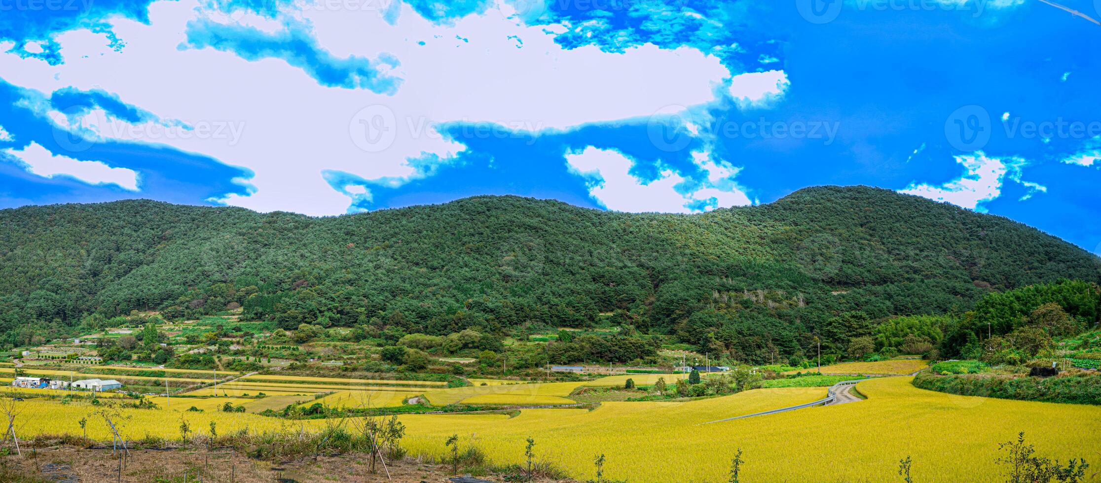 panoramico Visualizza di un' agricoltura terra nel Sud Corea con impianti siamo risaia i campi foto