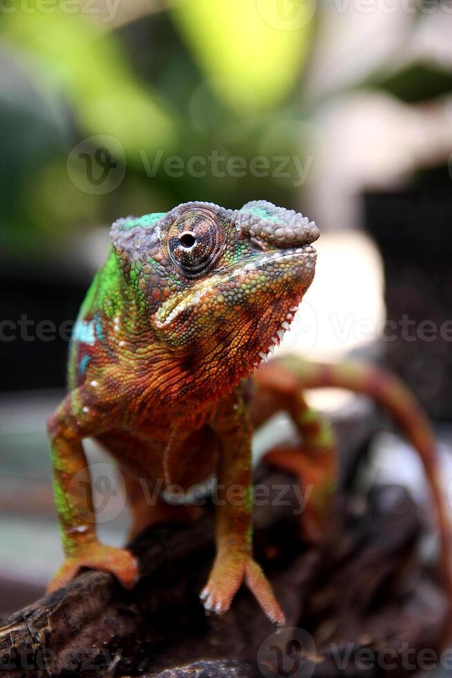 bellissimo creatura ambilobe pantera camaleonte foto