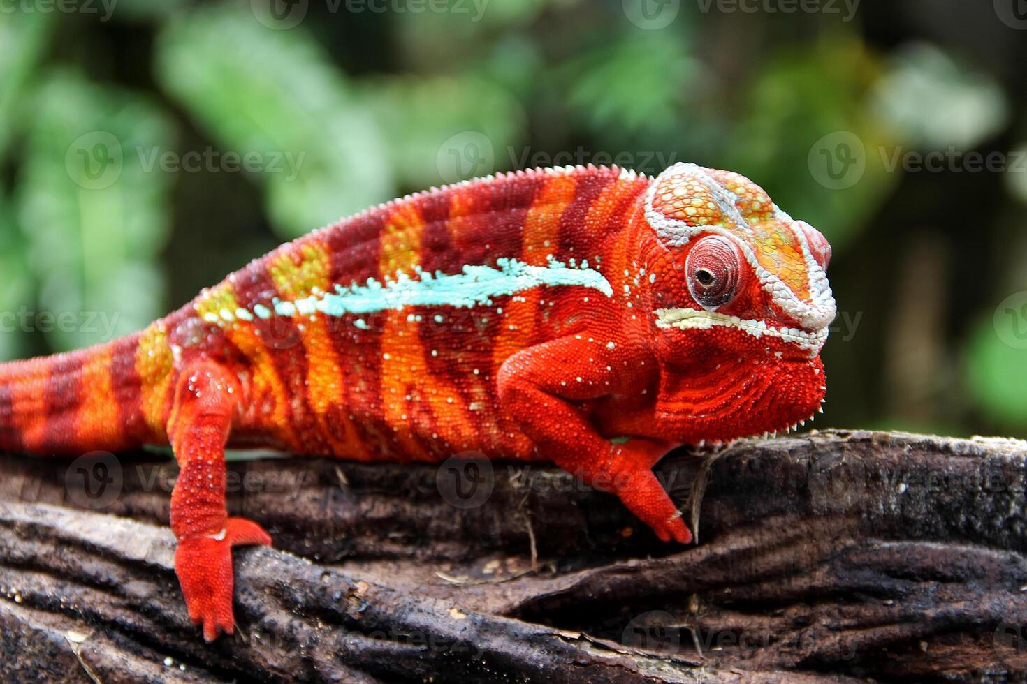 bellissimo creatura ambilobe pantera camaleonte foto