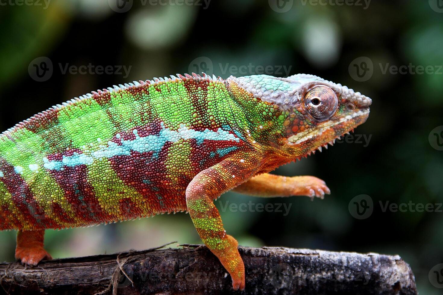 bellissimo creatura ambilobe pantera camaleonte foto