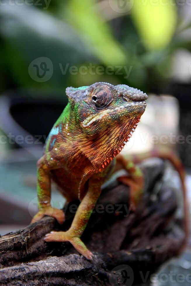 bellissimo creatura ambilobe pantera camaleonte foto