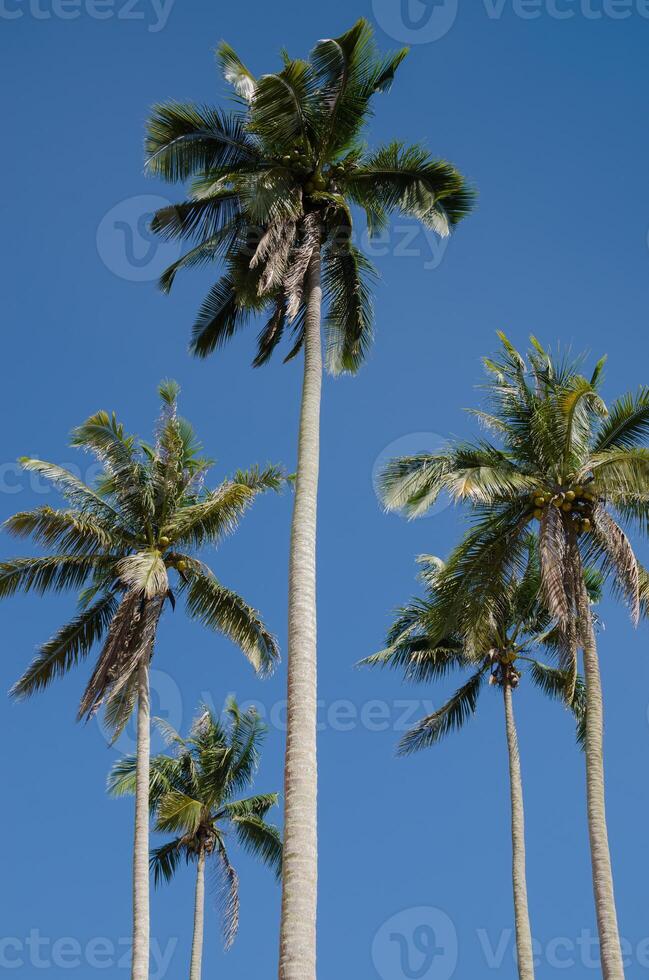 Noce di cocco albero e blu cielo di estate foto