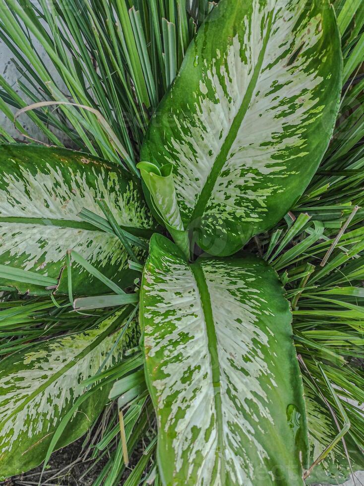 bellissimo verde le foglie pieno sfondo foto