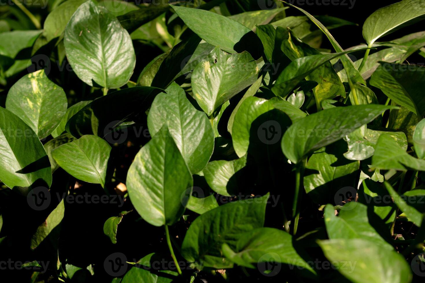 foglia verde chiaro bassa nel giardino. foto