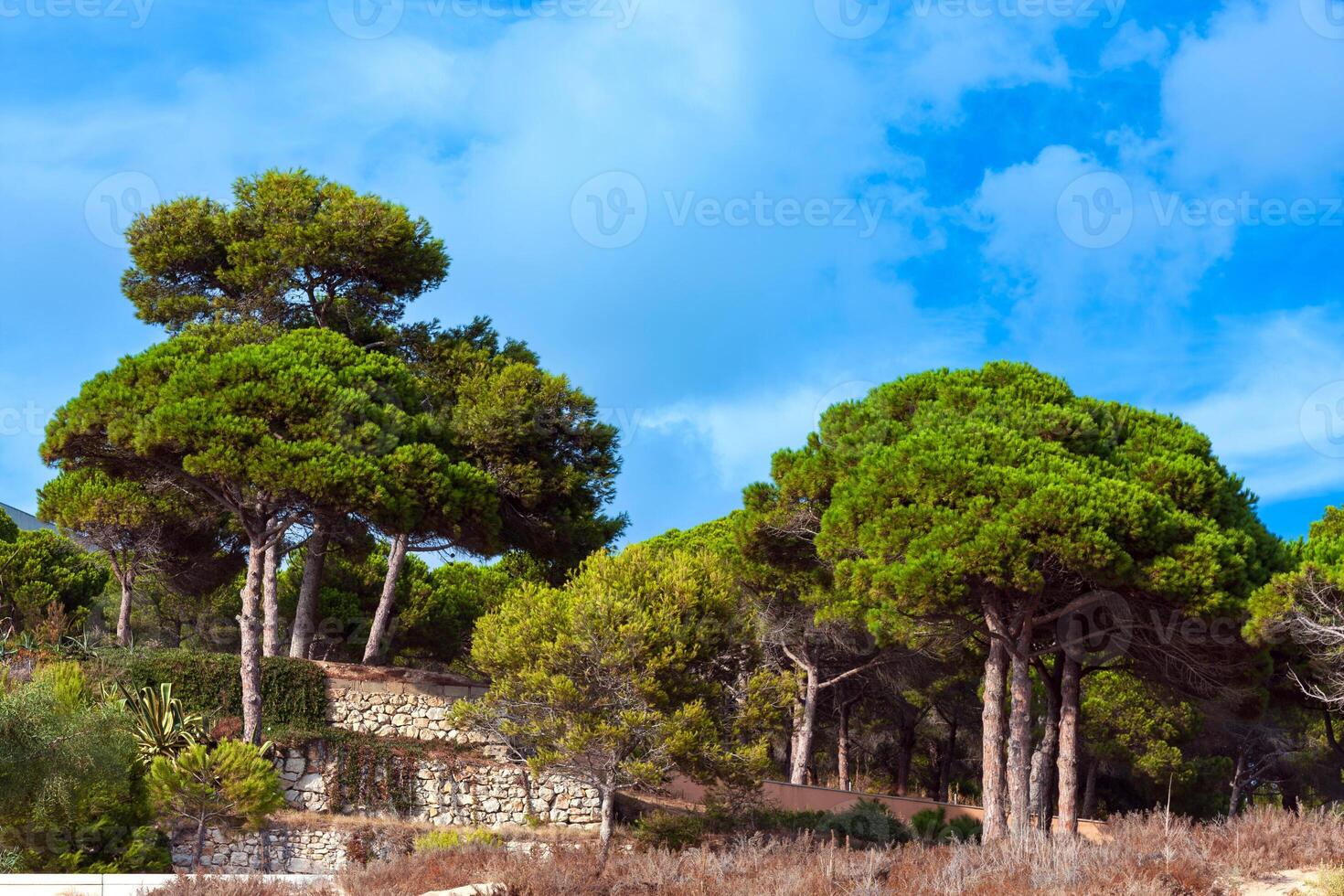 pino alberi su il costa di costa brava, catalogna, Spagna foto