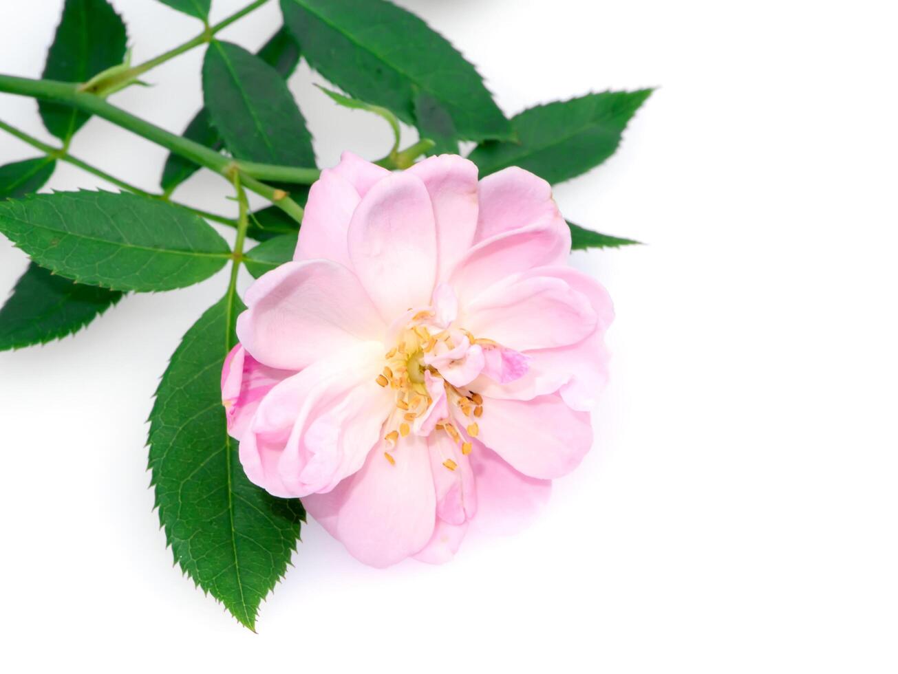 rosa di damasco rosa fiore. foto