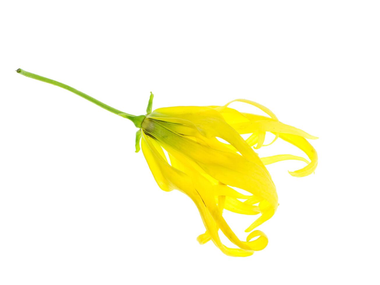 vicino su di nano ylang-ylang fiore. foto