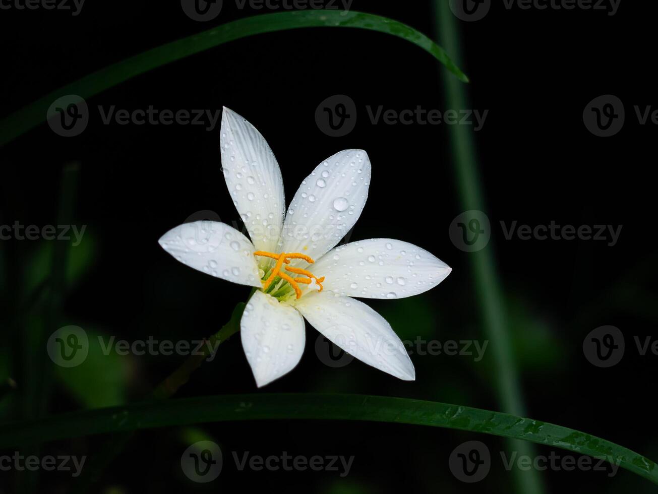 bellissimo pioggia giglio fiore foto