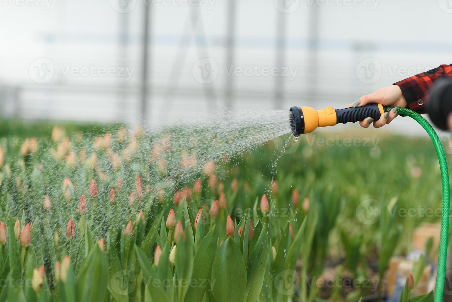 irrigazione fiore con giardino tubo flessibile mentre Lavorando nel pianta asilo. selettivo messa a fuoco. foto