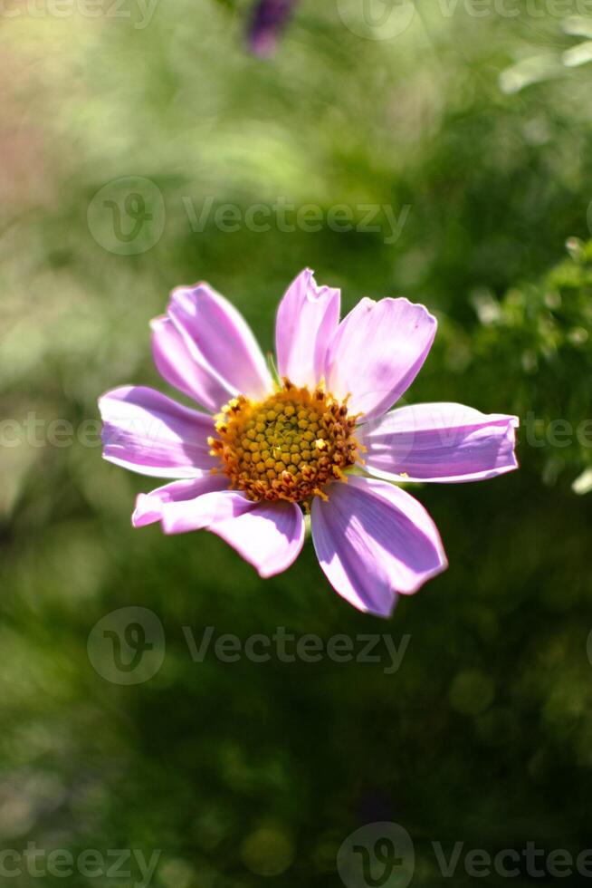 cosmo fiori nel un' bella prato, cosmo bipinnatus o messicano astro, margherita famiglia Asteraceae foto