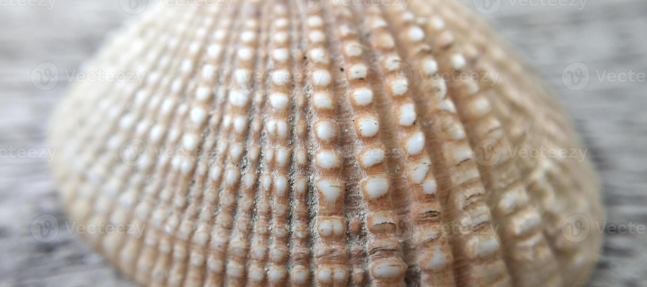 vicino su di un' mare tellina conchiglia su un' di legno sfondo. foto