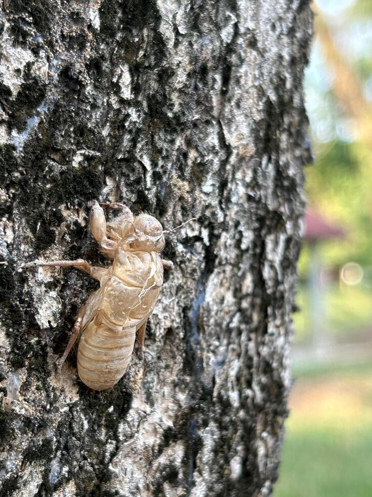 cicala conchiglia si aggrappa per albero abbaiare foto