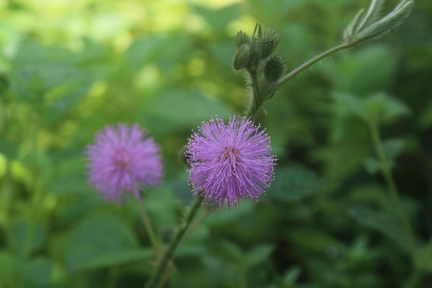 vicino su fiori mimosa strigillosa stagione. noi chiamata esso bunga putri malu foto