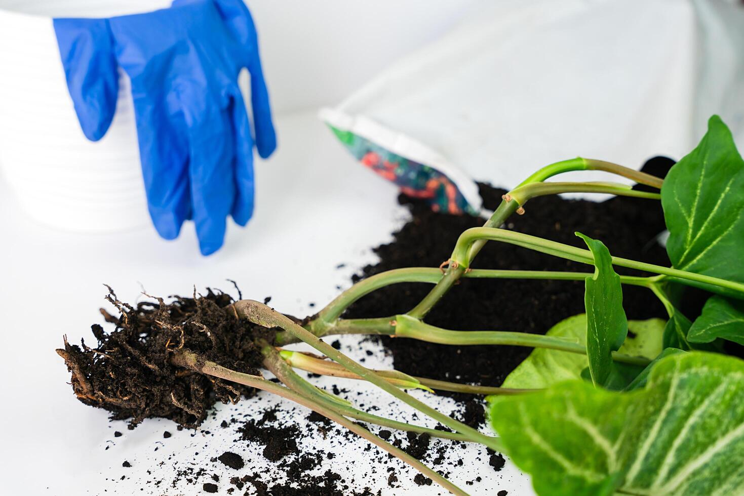 trapianto pianta della casa syngonium nel per il pentola. avvicinamento. selettivo messa a fuoco. foto