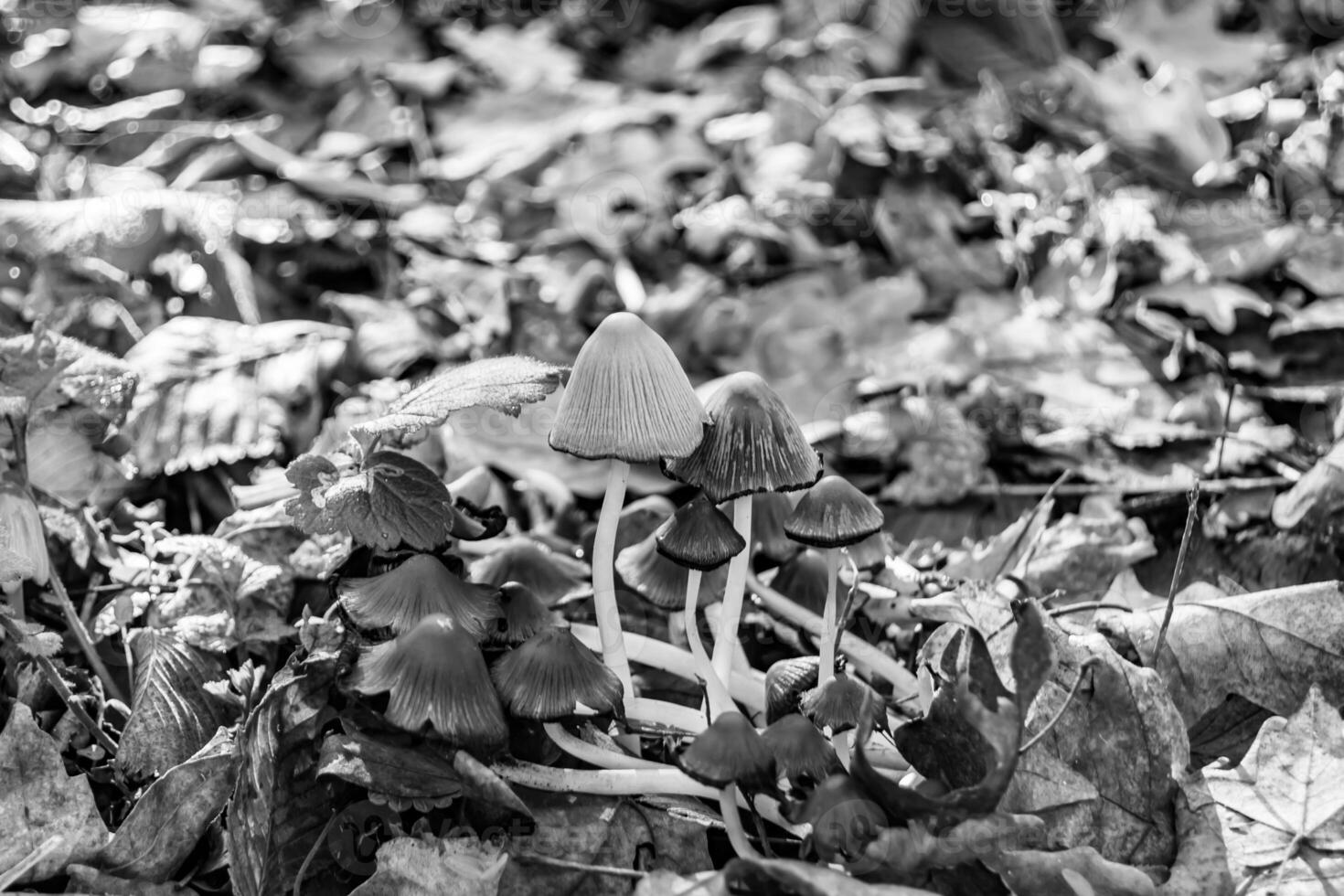 fotografia per tema grande bellissimo velenoso fungo nel foresta su le foglie sfondo foto