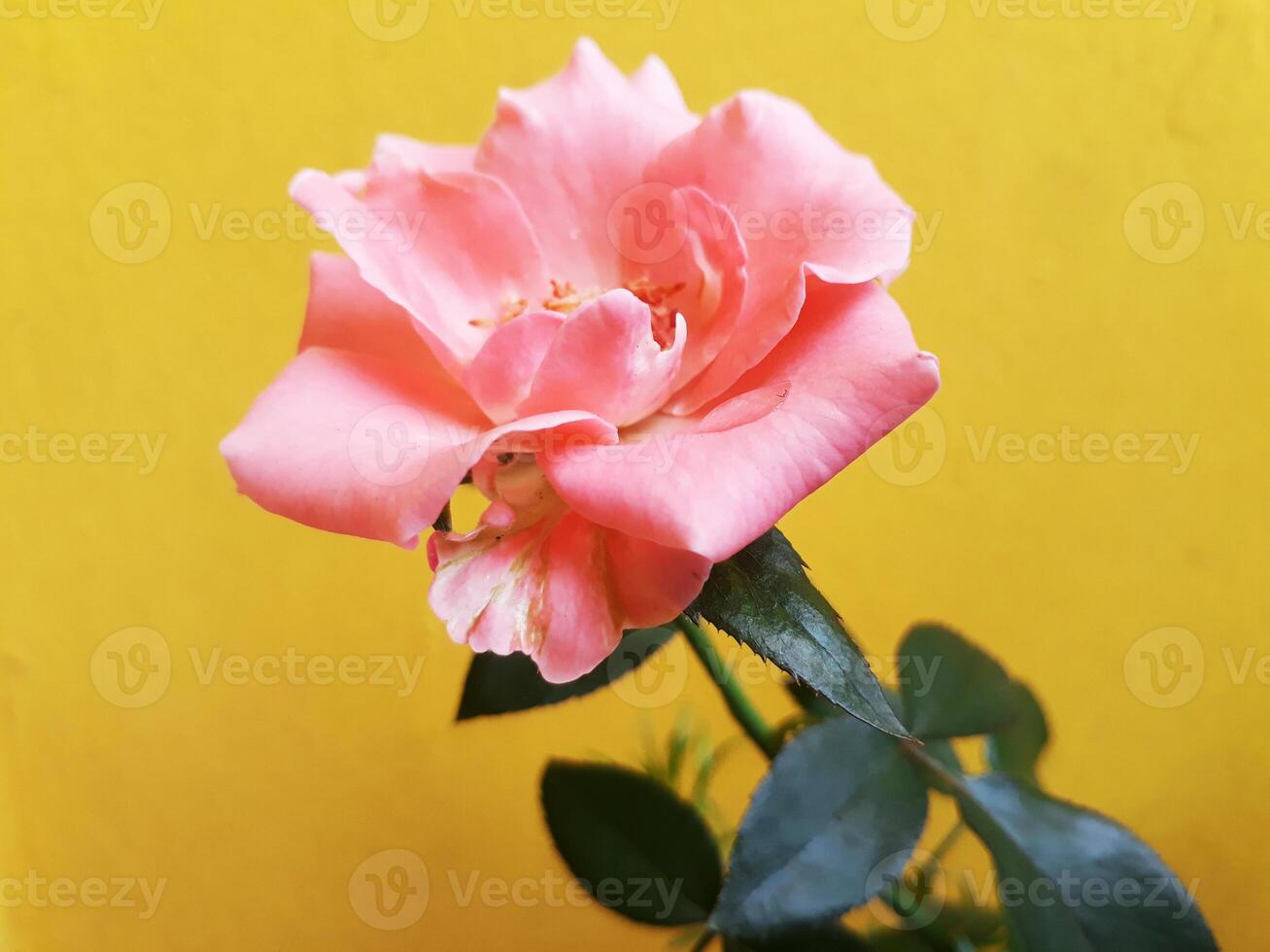 arancia rosa fiori isolato su giallo sfondo foto