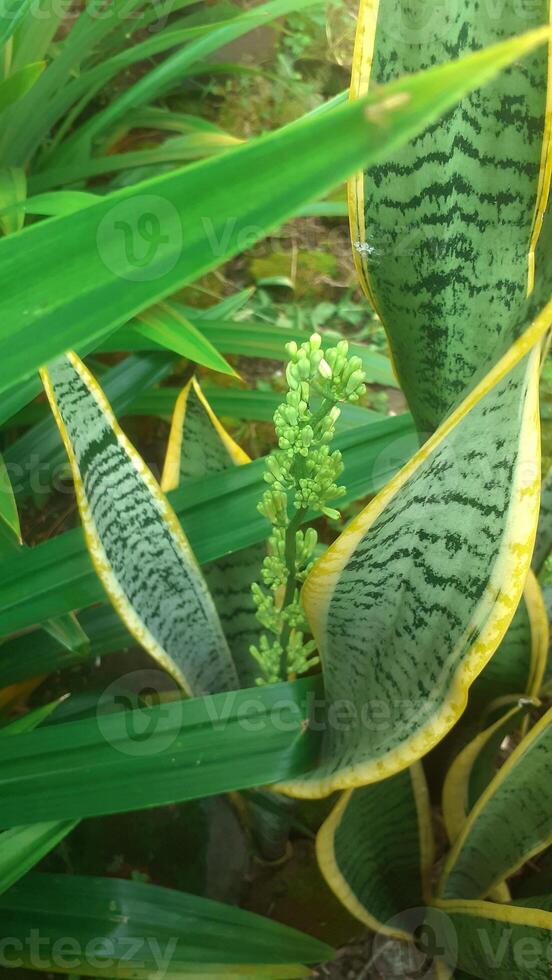 sansevieria trifasciata o conosciuto come serpente pianta foto