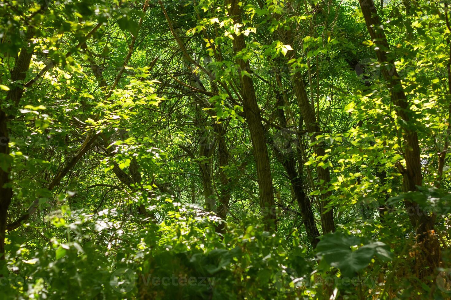 estate scena, natura nel il estate giorno foto