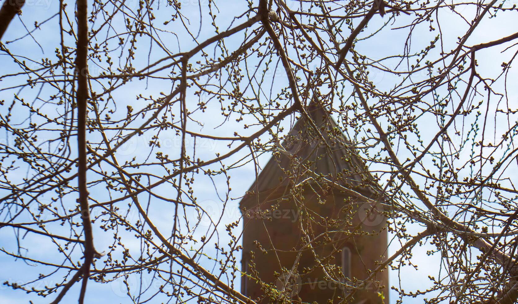 albero nel il molla, primavera albero su un' Chiesa sfondo foto