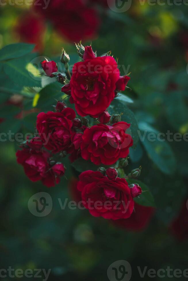 bellissimo rosso Rose nel il giardino. selettivo messa a fuoco. tonica. foto