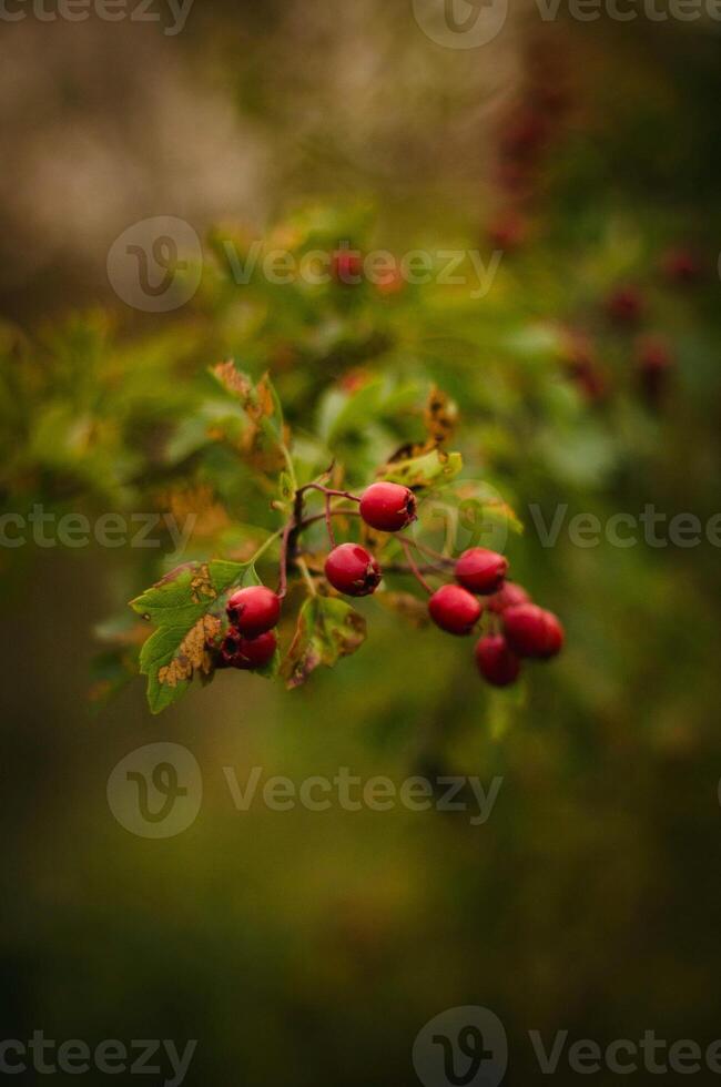 biancospino frutti di bosco su un' ramo nel il autunno foresta. superficiale profondità di campo. foto