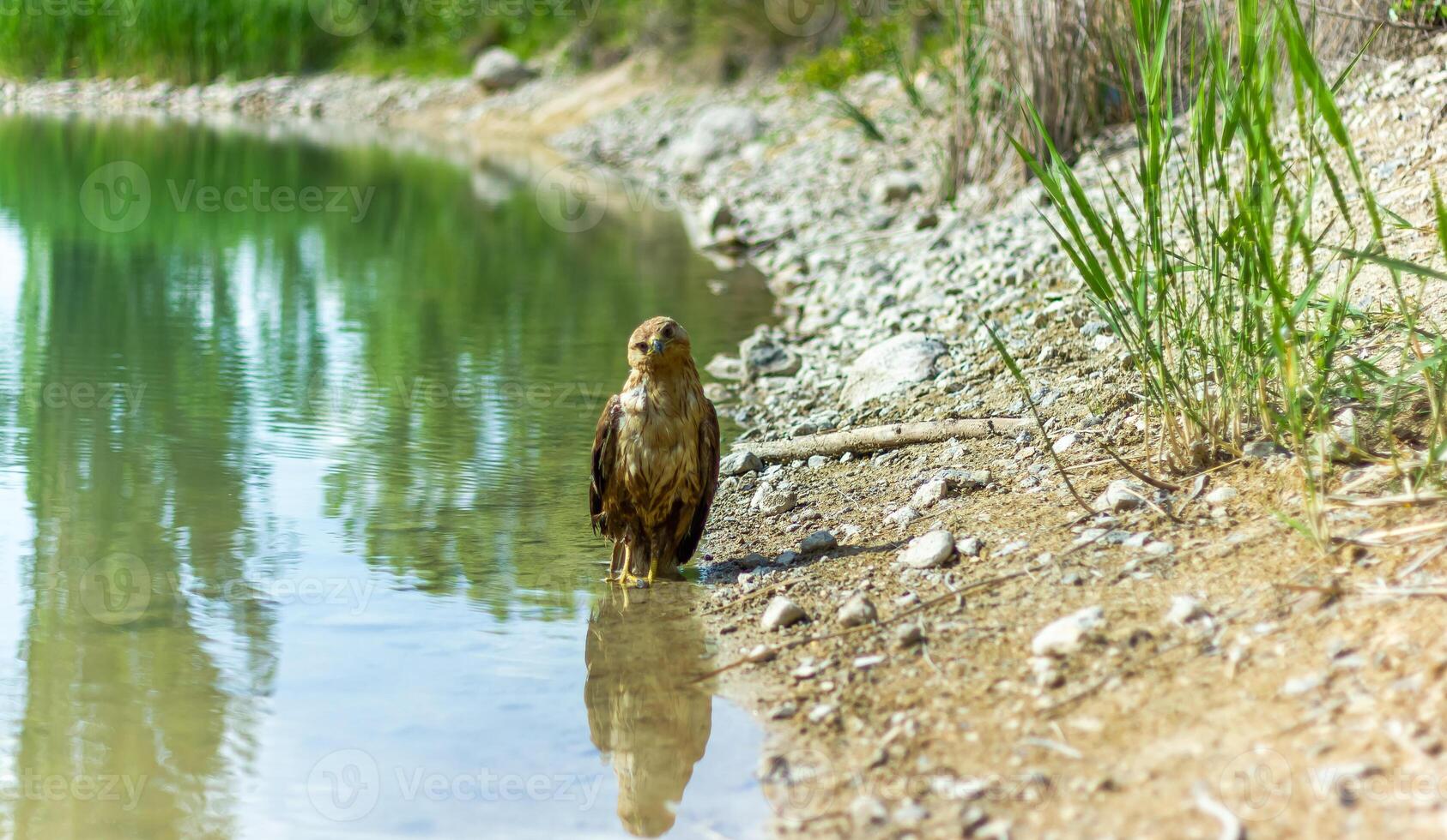 bellissimo falco vicino il acqua, falco nel il giungla foto