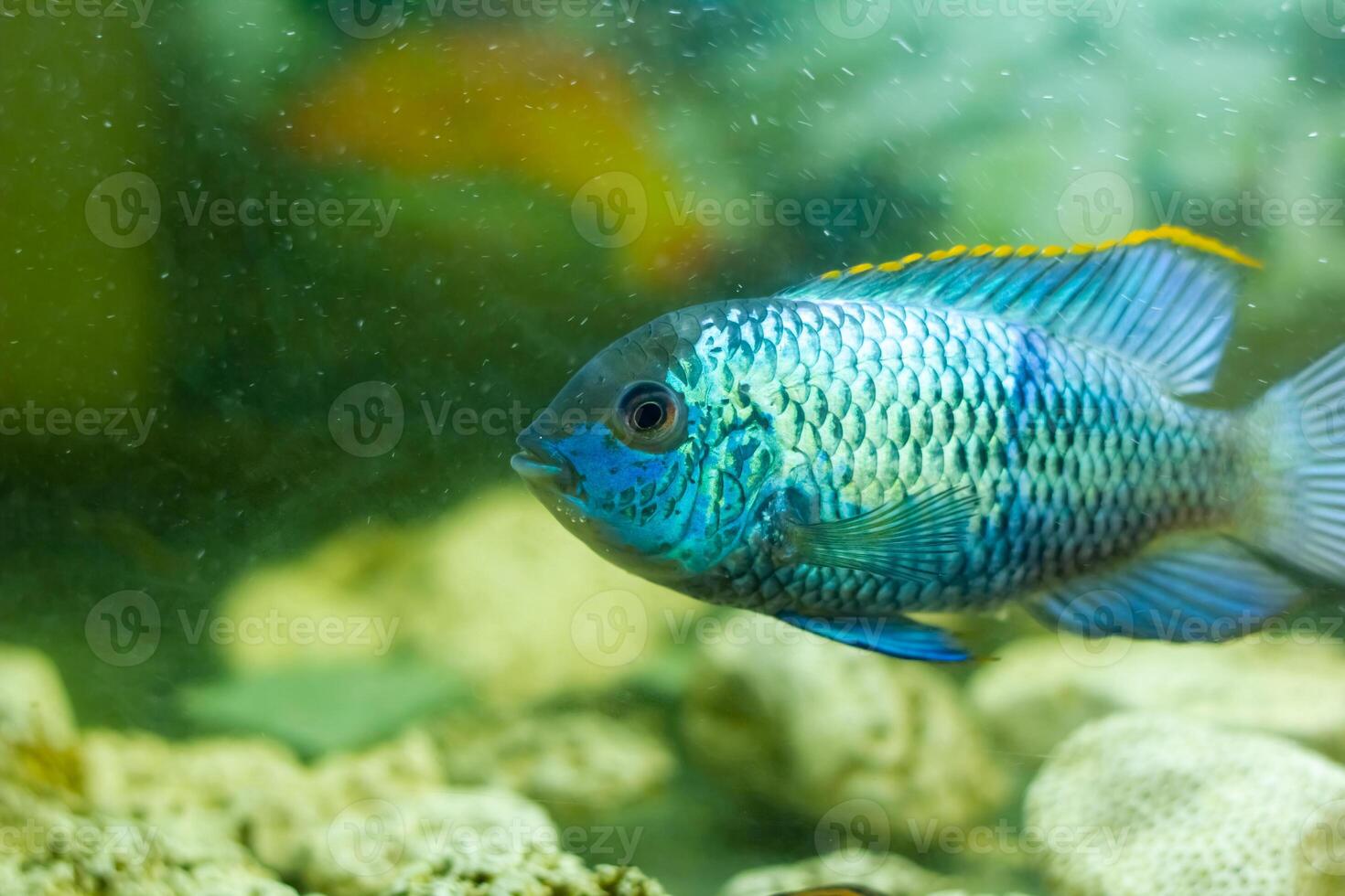 acquario con pesce, colorato tropicale Pesci nel acquario, esotico Pesci nel acquario foto