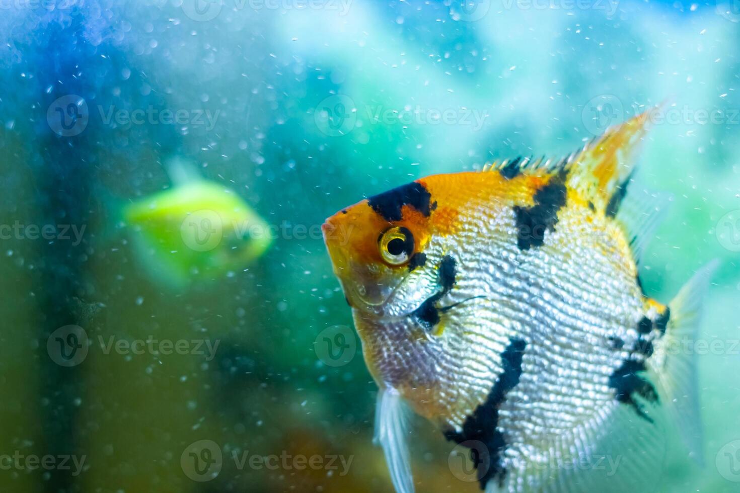 acquario con pesce, colorato tropicale Pesci nel acquario, esotico Pesci nel acquario foto