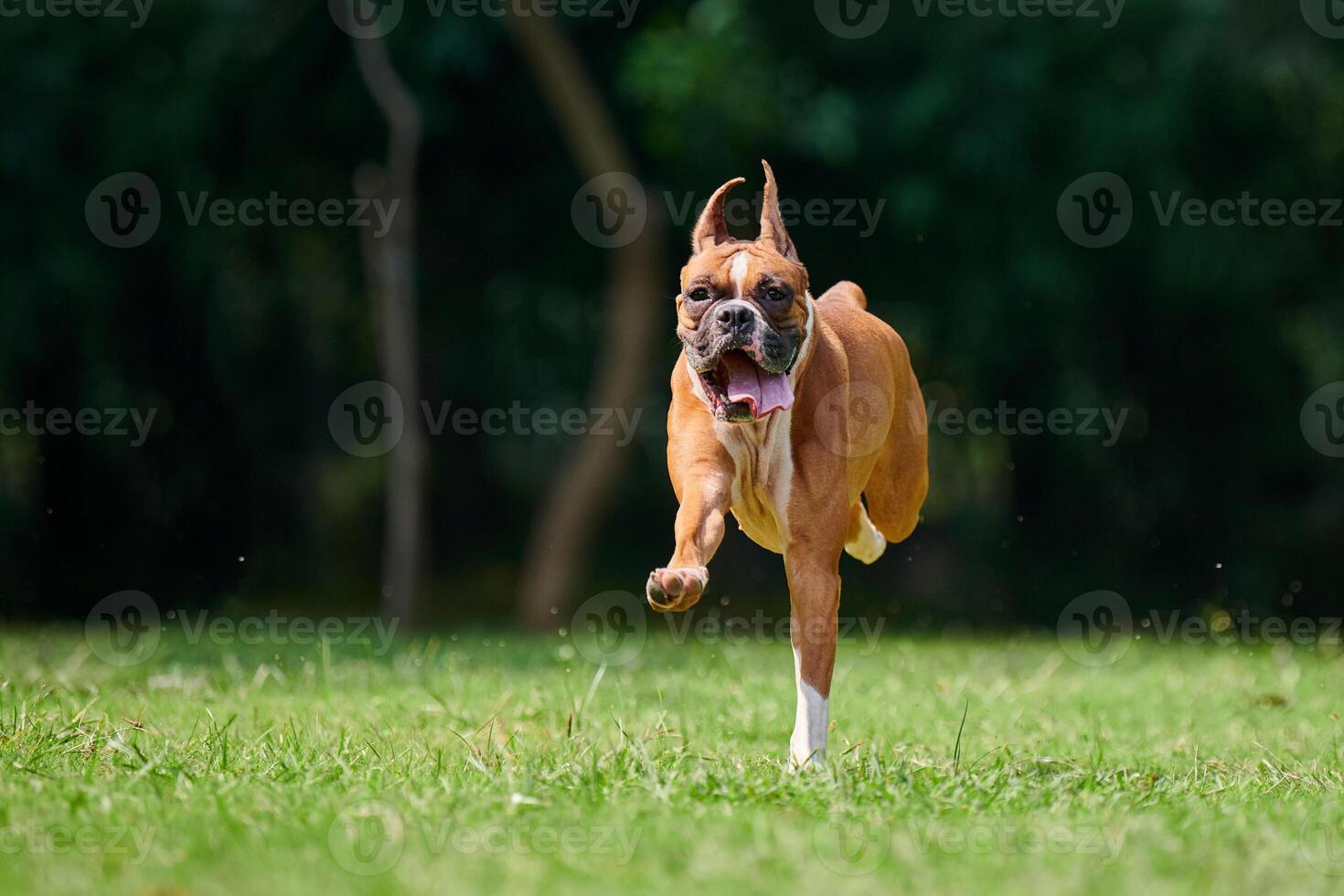 pugile cane in esecuzione e salto su verde erba estate prato all'aperto parco a piedi con adulto animale domestico foto