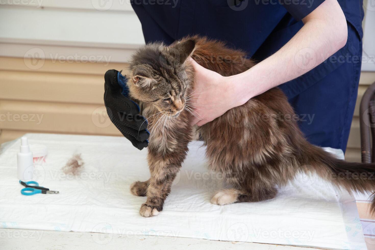 veterinario spazzolato Maine coon gatto con guantato pennello, delicato pettinatura durante di stagione spargimento, prevenzione di grovigli foto