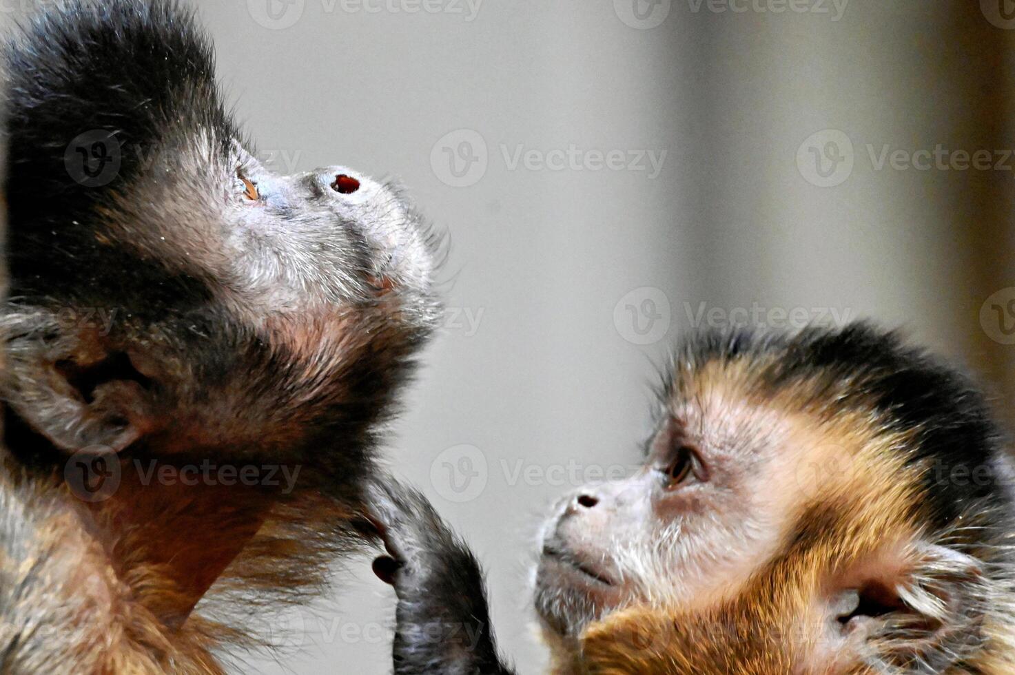 giovane cappuccino scimmia sposi un più vecchio scimmia. cebus capucinus apella foto