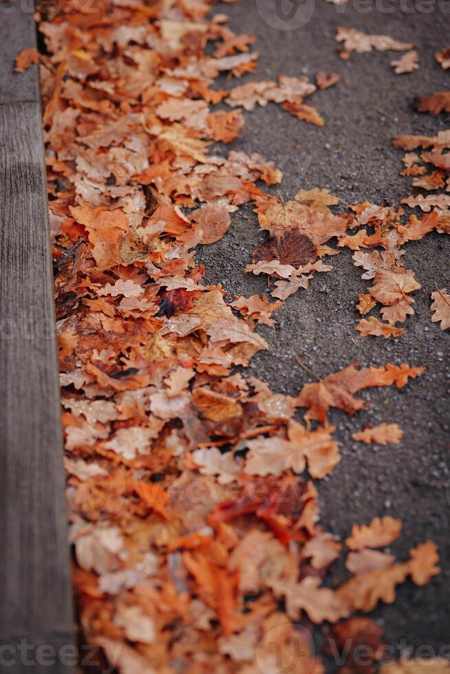 caduto autunno le foglie su il terra. selettivo messa a fuoco. natura. foto