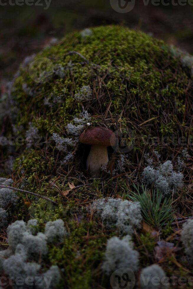 boletus edulis fungo in crescita su un' muschioso ceppo foto