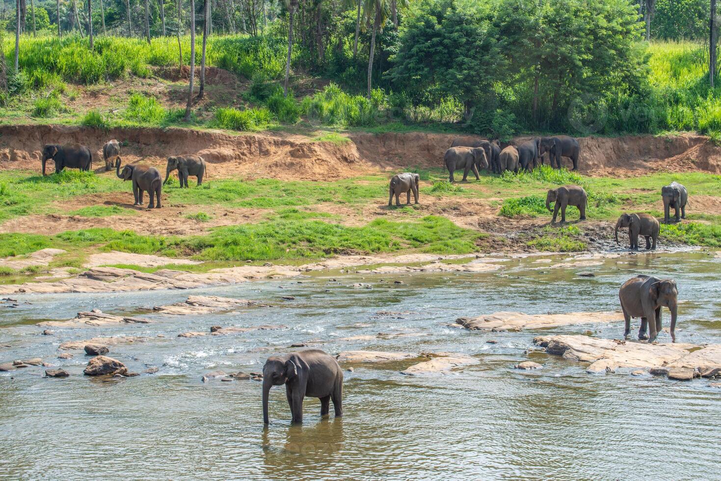 gruppo di selvaggio elefante nel pinnawala villaggio di sri lanka. pinnawala ha il maggiore mandria di prigioniero elefanti nel il mondo. foto