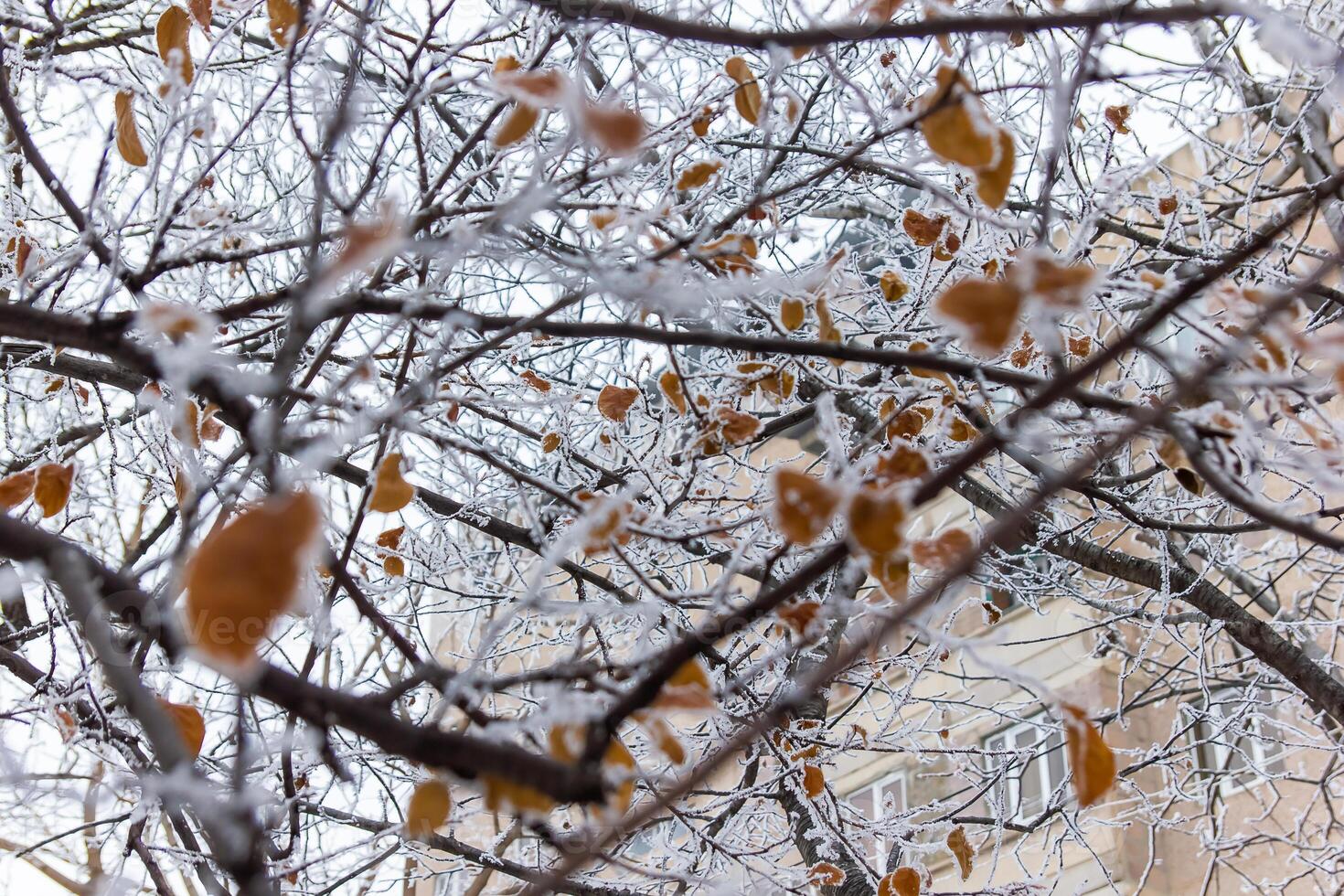 nebbioso paesaggio con neve, neve coperto alberi, freddo inverno scenario foto