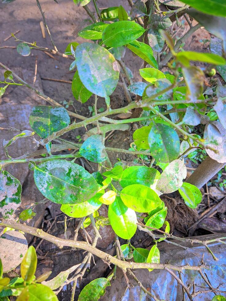 un' pianta con verde le foglie e frutta su il terra foto