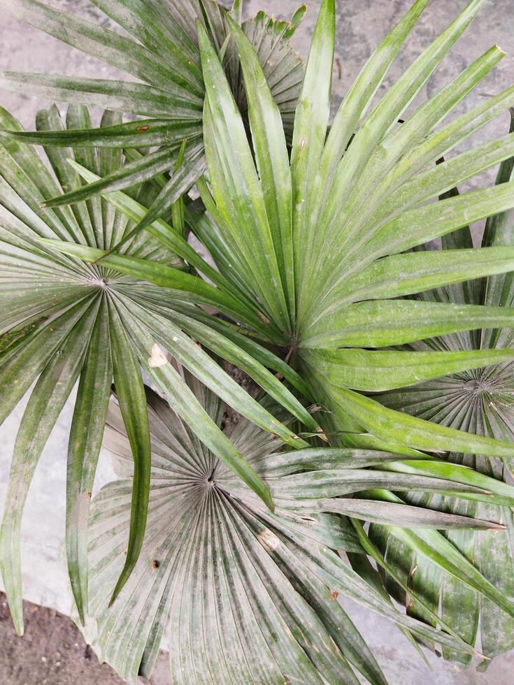 un' pianta con verde le foglie seduta su un' calcestruzzo pavimento foto