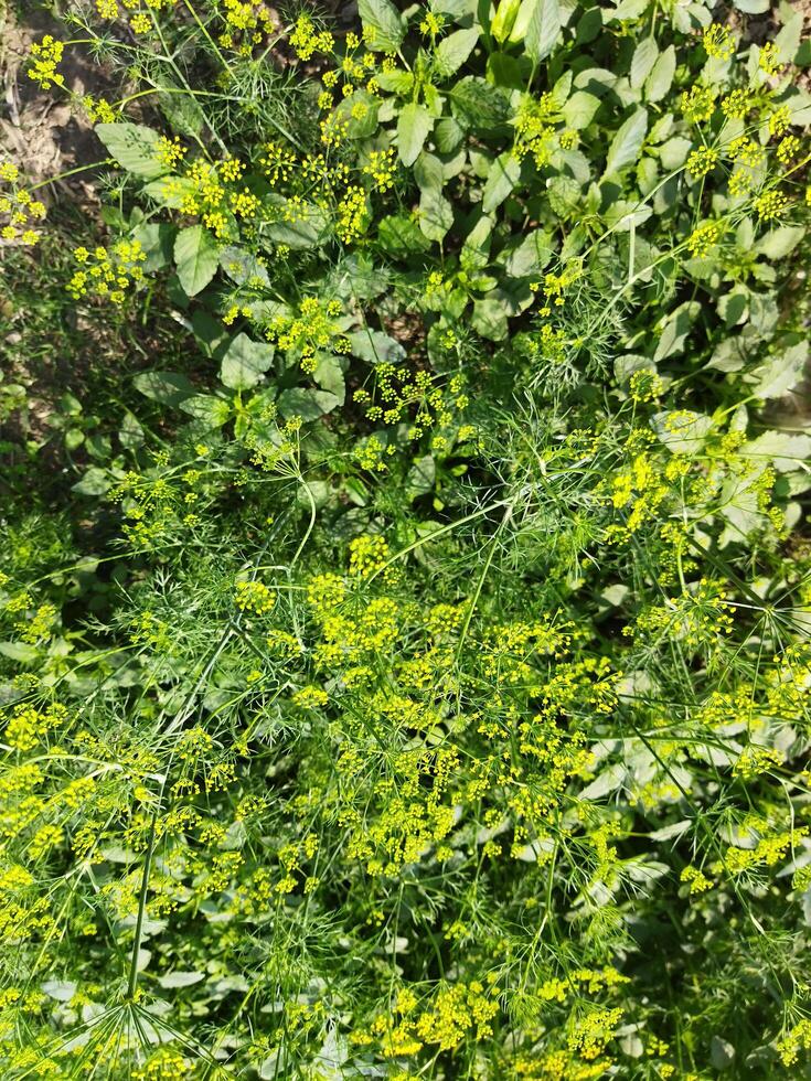 un' vicino su di un' pianta con verde le foglie foto