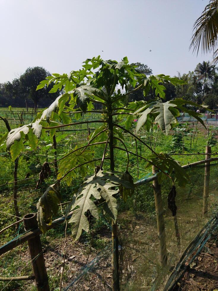 un' pianta in crescita nel un' campo con un' recinto foto