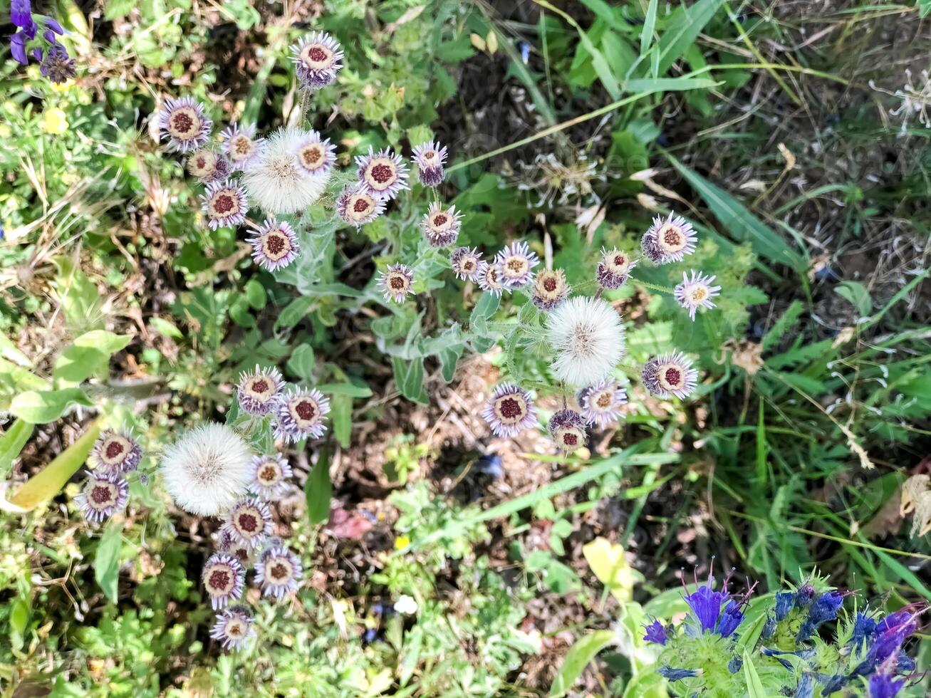 primavera scenario, natura nel primavera foto