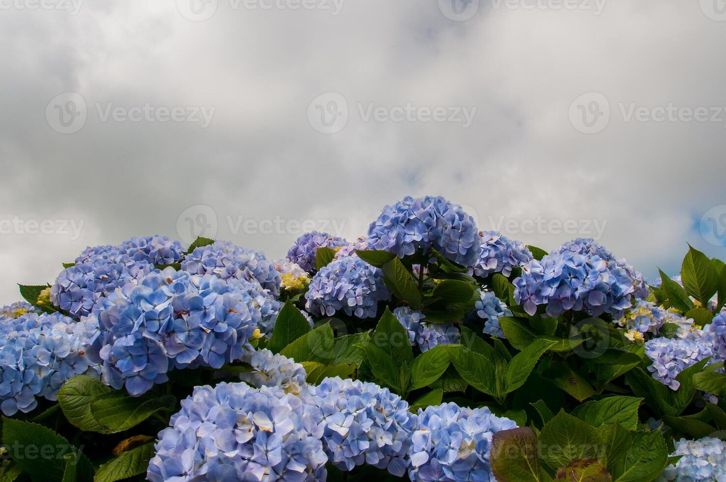 ortensie siamo il tipico fiori di il azzorre isole foto