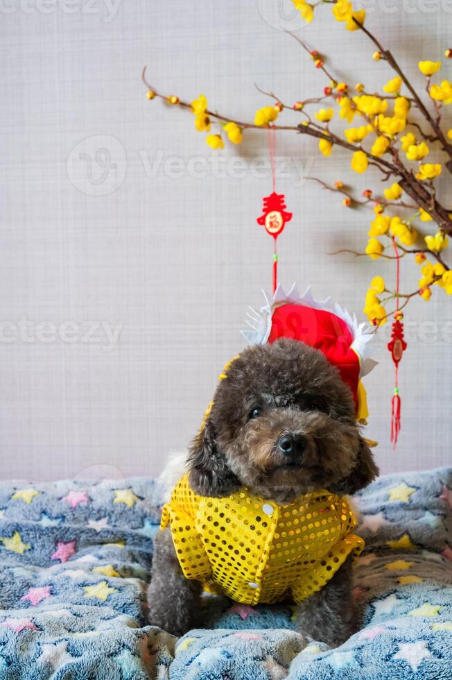 adorabile nero barboncino cane seduta su il suo letto indossare Cinese nuovo anno Drago vestito con sospeso pendente parola significare benedizione e giallo ciliegia fiore. foto