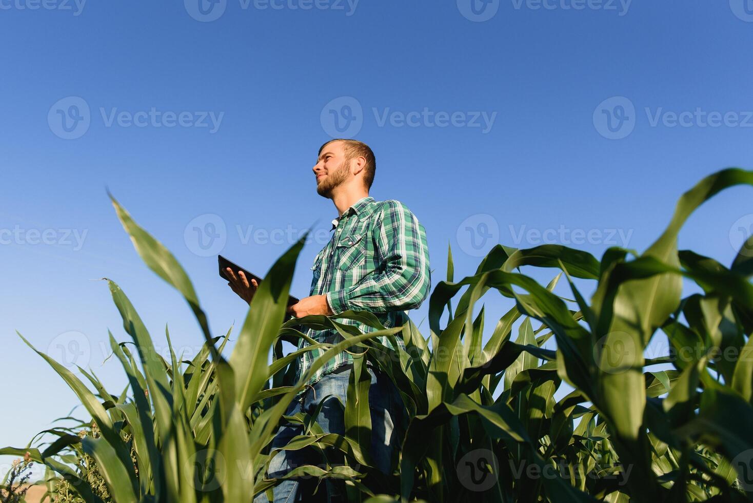 contento giovane contadino o agronomo utilizzando tavoletta nel Mais campo. irrigazione sistema nel il sfondo. biologico agricoltura e cibo produzione foto