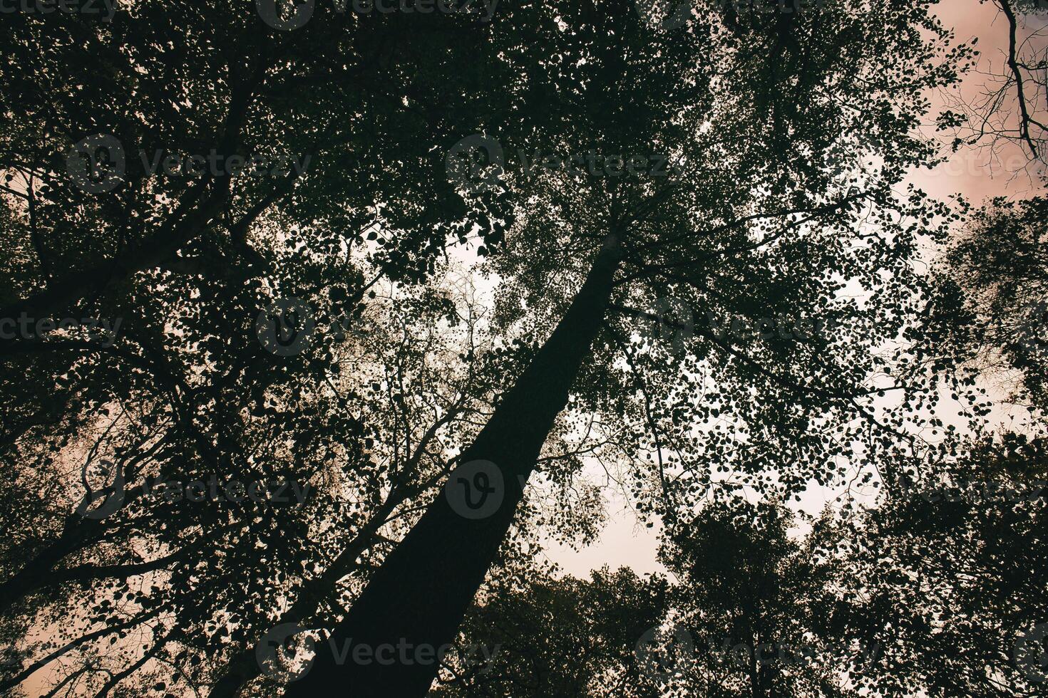 Visualizza in il corona di un' deciduo albero nel il foresta. verso l'alto lungo il tronco foto