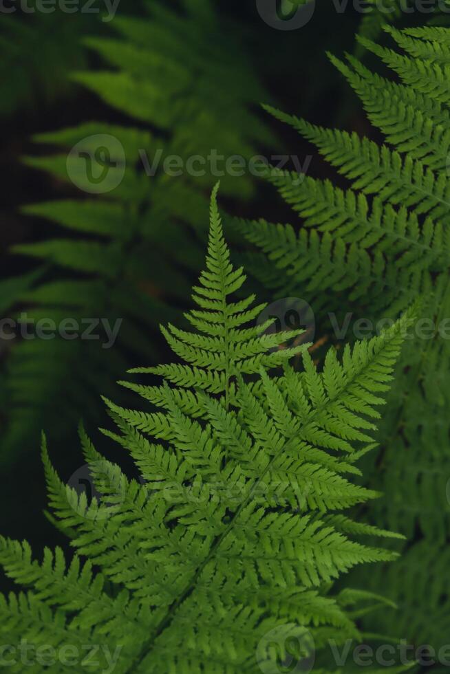 naturale felci nel foresta sfocato sfondo. verde felce impianti nel natura paesaggio. fresco verde tropicale fogliame. foresta pluviale giungla paesaggio natura biologico sfondo sfondo foto